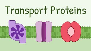 Transport Proteins Pumps Channels Carriers [upl. by Melleta949]