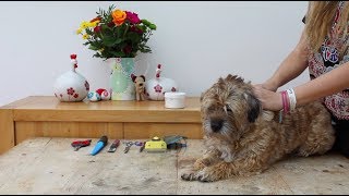 SIMPLE WAY TO GROOM A TERRIER [upl. by Triley]