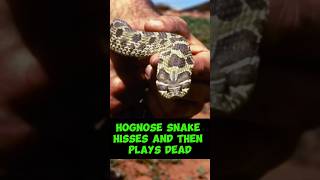 Hognose Snake Hisses and then plays dead [upl. by Ajiram]