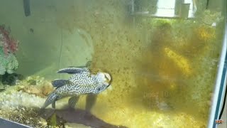 Suckerfish Cleanup Algae Timelapse Plecostomus Fish [upl. by Hluchy]