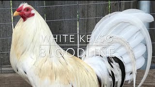 ❗️❗️LAS MEJORES RAZAS DE GALLOS BLANCO DEL MUNDOWHITE KELSO ❗️❗️ [upl. by Anek]