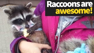 Funny Raccoon Compilation 2019  Hilarious Raccoons [upl. by Eicats]