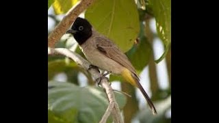 White spectacled bulbul sound  صوت البلبل [upl. by Rothstein]