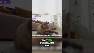 Comment rendre votre chat heureux maintenant [upl. by Htebezile]