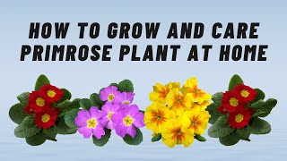 How to grow and care primrose plant at home  Brilliant House Plant [upl. by Dawna]