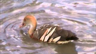 Plumed Whistling Duck 2 [upl. by Wescott4]