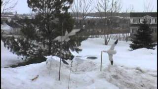 Snow Goose Flyer Decoys [upl. by Atlee]