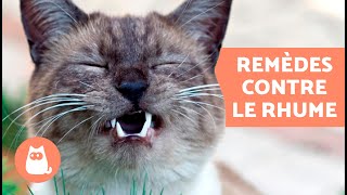 5 REMÈDES MAISON contre le RHUME chez le CHAT 🐱✅ Que DONNER à un CHAT ENRHUMÉ [upl. by Weitman96]