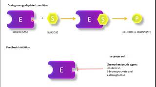 Regulation of Glycolysis Hexokinase and Glucokinase PFK1 Pyruvate Kinase regulation [upl. by Gawain]