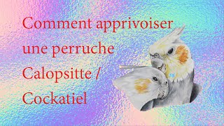 Comment apprivoiser une calopsitte partie 1  How to Tame a Cockatiel part 1 [upl. by Nniw590]