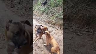 Peleas de perros callejeros [upl. by Mareah]