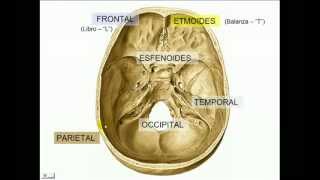 Anatomía  Cráneo Generalidades  Parte 1 de 7 [upl. by Kristine]