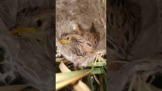 Home of the Zitting cisticola bird babies [upl. by Hildy853]