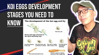 Unveiling the Secret Stages of Koi Egg Development [upl. by Marashio]