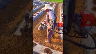 The process of using a manual lawn mower for planting seedlings [upl. by Arnaud]