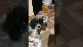 Lulu socute pets cute lulubaby doglover grooming lulu viralvideo shorts youtubeshorts [upl. by Darin]