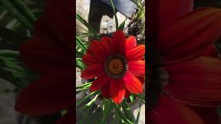 Gazania likeandsubscribe allaboutgardening flowervarieties [upl. by Idissak]