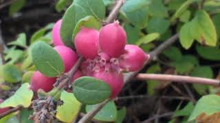 Symphoricarpos orbiculatus Coralberry [upl. by Natale]