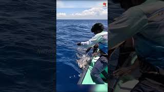 Catching 97kg Yellowfin Tuna Using Live Rosy Snapper Fish [upl. by Enelegna54]