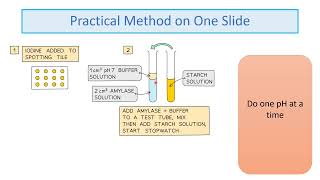 GCSE Biology RP4 Enzymes Revision Video [upl. by Boeke]