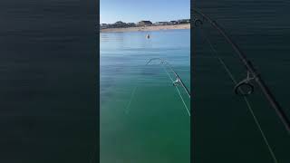 Sight fishing wrasse in gin clear water [upl. by Farny834]