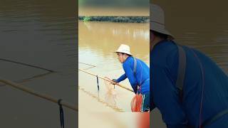 fishingworld netfishing fishing satisfying fisherman carpfishing naturefishing [upl. by Ikin]