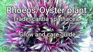 Tradescantia spathaceaOyster plantRhoeo Guide and tips on how to grow care and propagate [upl. by Lau]