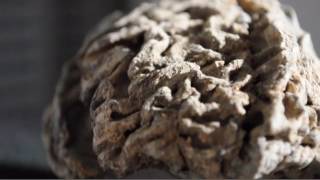 Brain from the warship Vasa [upl. by Dareen]