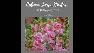 Autumn sowing and growing Snapdragons Antirrhinum majus 12 September 2023 [upl. by Tillion]