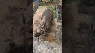 Spotted Huge Aged Rhinoceros  Trivandrum zoo rhino trendingshorts animals viralvideo traveling [upl. by Zeralda55]