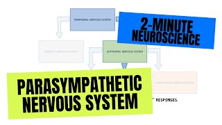 2Minute Neuroscience Parasympathetic Nervous System [upl. by Atalanti659]