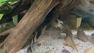 Corydoras Melini [upl. by Serrano778]