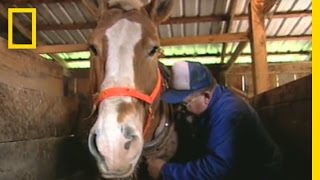 Horse Logging  National Geographic [upl. by Lrat393]