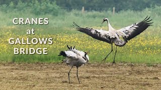 Cranes at Gallows Bridge BBOWT reserve  May 2018 [upl. by Yajnas10]