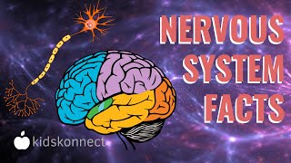 Nervous System Facts For Kids  How it Works Anatomy Facts [upl. by Delanty]