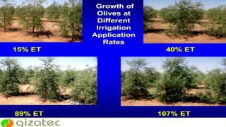 The scientific methods to reduce hazards of saline irrigation water Mohamed Helal [upl. by Eerized]