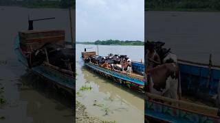 A Big Boat Full Of Holstein Friesian Cows on The River Bank  Cattle Market 2024 [upl. by Aciret21]