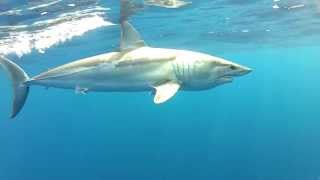 Sydney Mako Sharks [upl. by Leesa367]