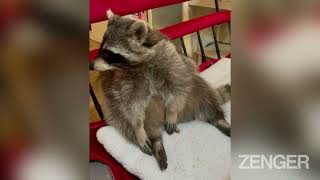 Fritzi The Racoon Becomes Insta Star After Being Rescued As Baby [upl. by Shelby]