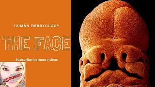 Special Embryology  Development of the face [upl. by Brost]