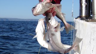 Fishing Haddock amp Cod Things to do Aberdeenshire Scotland [upl. by Shayn]