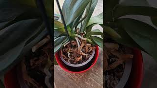 🚿When to water your orchid  Signs Phalaenopsis orchid needs watering orchidcare [upl. by Noivad]