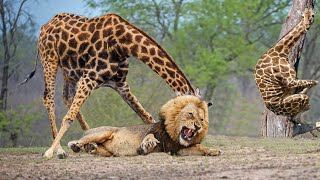 Mother Giraffe Kicks Lion Head Very Hard To Save Herself Harsh Life of Wild Animals [upl. by Fesuy]