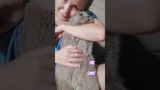 🥰♥️💋😺 FAT CAKE [upl. by Mellicent]