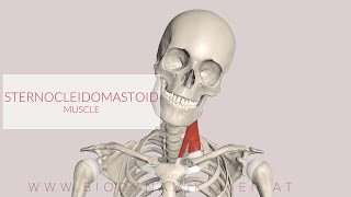 Sternocleidomastoid Muscle 3D Animation [upl. by Fu]