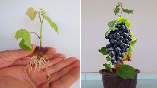 Growing grape tree from grape fruit for beginners [upl. by Acima676]