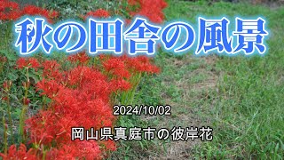 秋の田舎の風景 岡山県真庭市の彼岸花 20241002 [upl. by Adnilab]