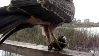 Parte 2 Aguilucho caracolero Rostrhamus sociabilis sociabilis alimentándose Snail Kite feeding [upl. by Ferguson842]