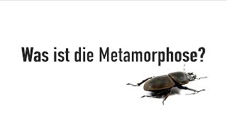 Was ist die Metamorphose 🐛 🦋 [upl. by Bridgid]