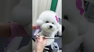 Bichon ：Enjoy the comfort of trimming！！！petgroomingscissors petshears petcarescissors [upl. by Adaven]